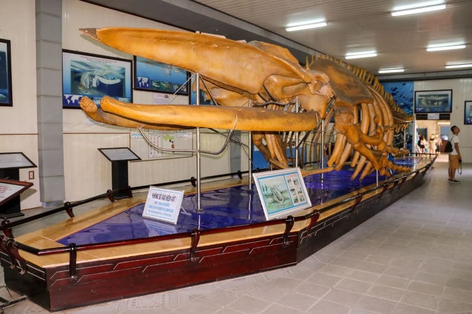 Sinh vật biển trưng bày tại viện Hải dương học